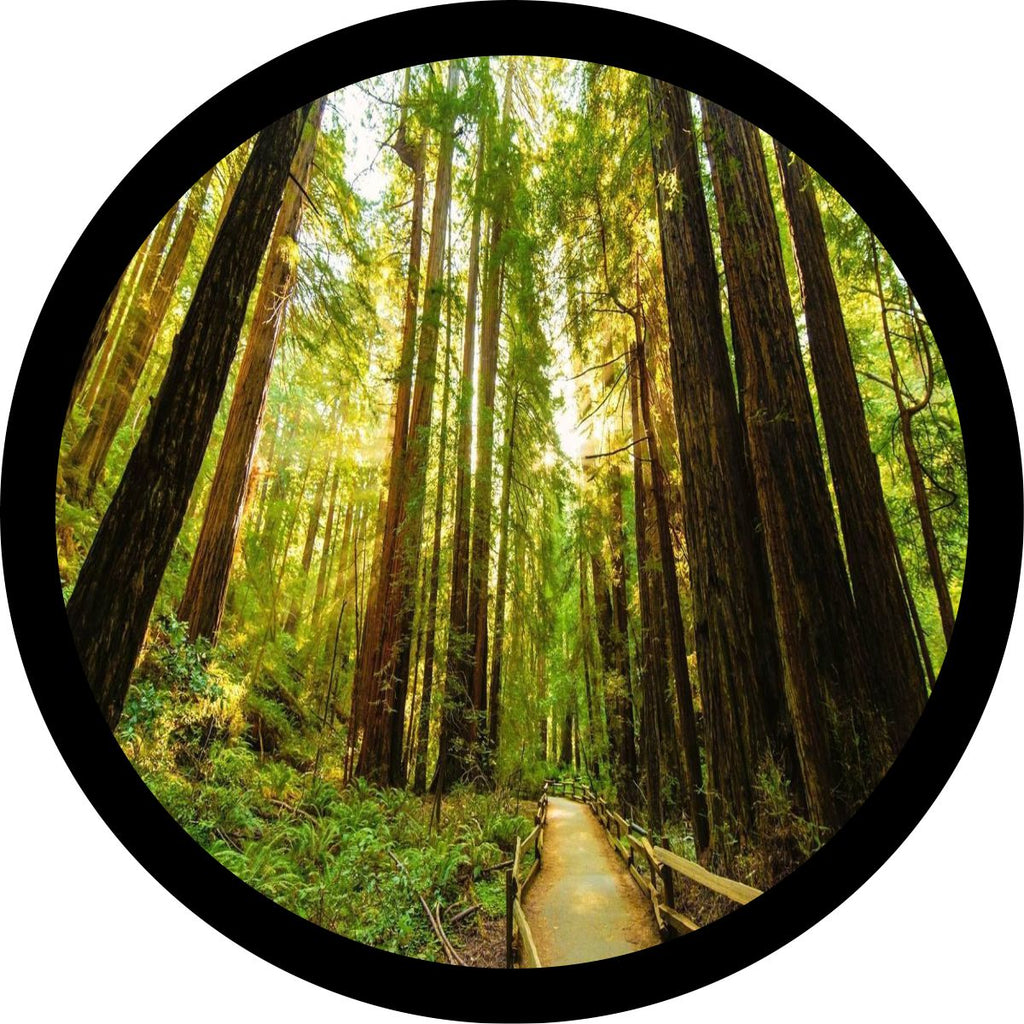 Redwoods National Forest